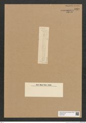 Diatomeae indet. Zeichnungen Sammlung Grunow Nr. 5950 (NHMW-BOT-W0374423)
